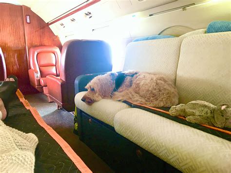 domestic flights for pets.